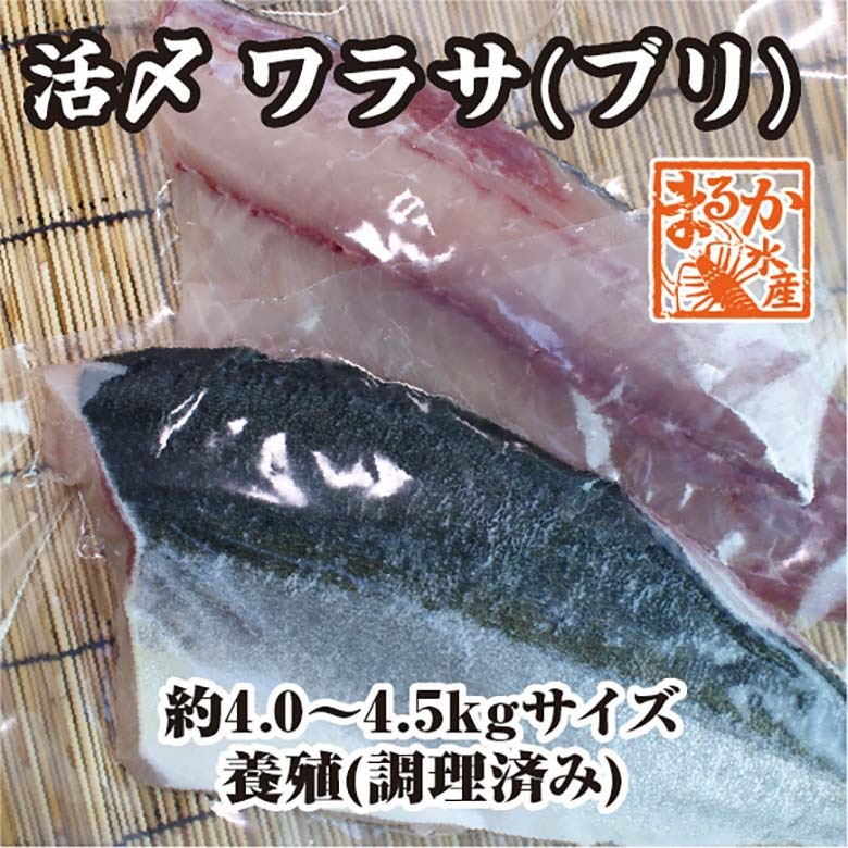 活〆ワラサ ブリ 4kg 4 5ｋｇ 調理済 ワラサ 養殖 新鮮さが自慢の鮮魚 まるか水産公式オンラインショップ