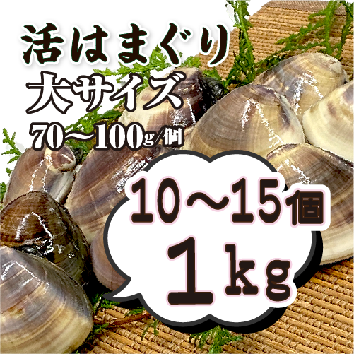 大きな貝約100歳　約40 × 30 × 15センチ￼￼ 大きな貝約100歳 約40 × 30 × 15センチ￼￼ 大きな貝