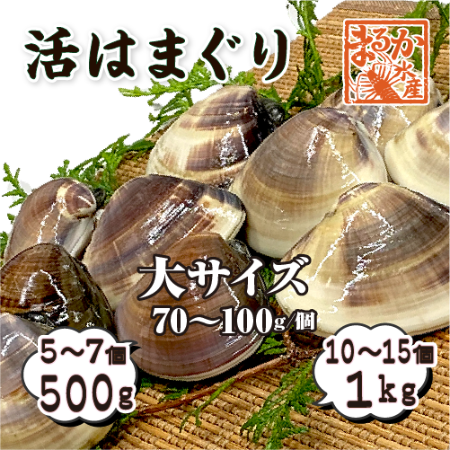 活はまぐり 大サイズ 70g～100g 国産 [はまぐり]