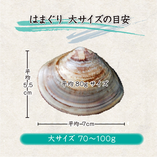 活はまぐり 大サイズ 70g～100g 国産 [はまぐり]