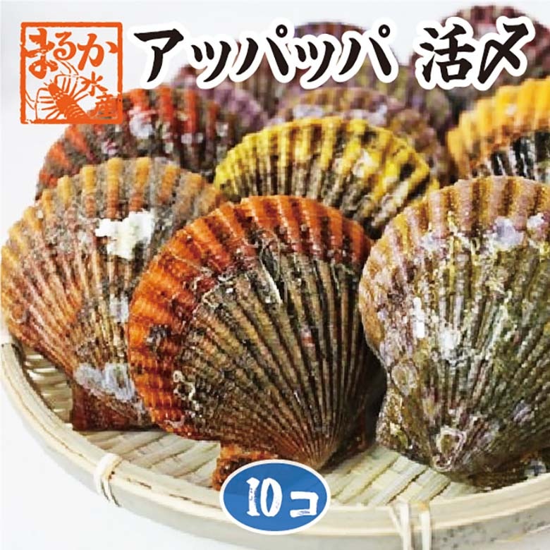 アッパッパ 活〆 三重県産 10個 ひおうぎ貝 [桧扇貝] | 貝類,その他の