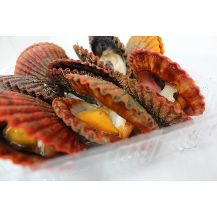 アッパッパ　活〆　三重県産 10個 ひおうぎ貝　[桧扇貝]