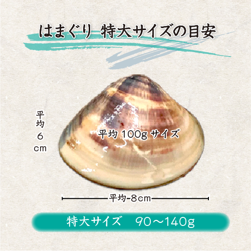 活はまぐり 特大サイズ 90～140g 国産 [はまぐり]