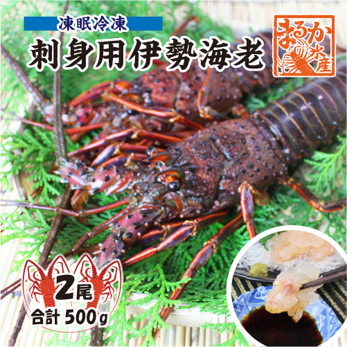 刺身用伊勢海老 凍眠冷凍 標準サイズ 2尾入 500g ★[刺身用伊勢海老]
