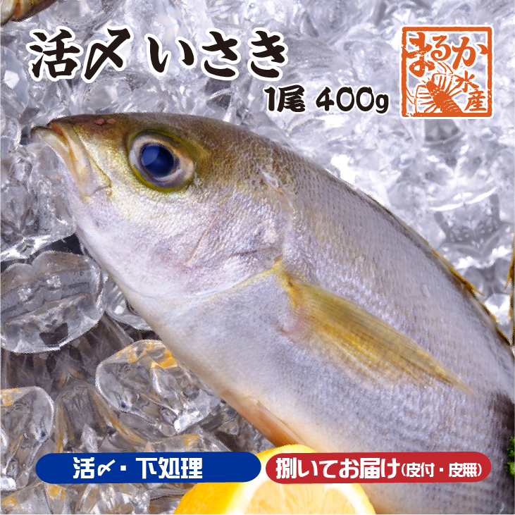 活〆いさき 1尾 400g 下調理できます[イサキ]