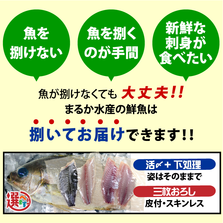 活〆いさき 1尾 400g 下調理できます[イサキ]