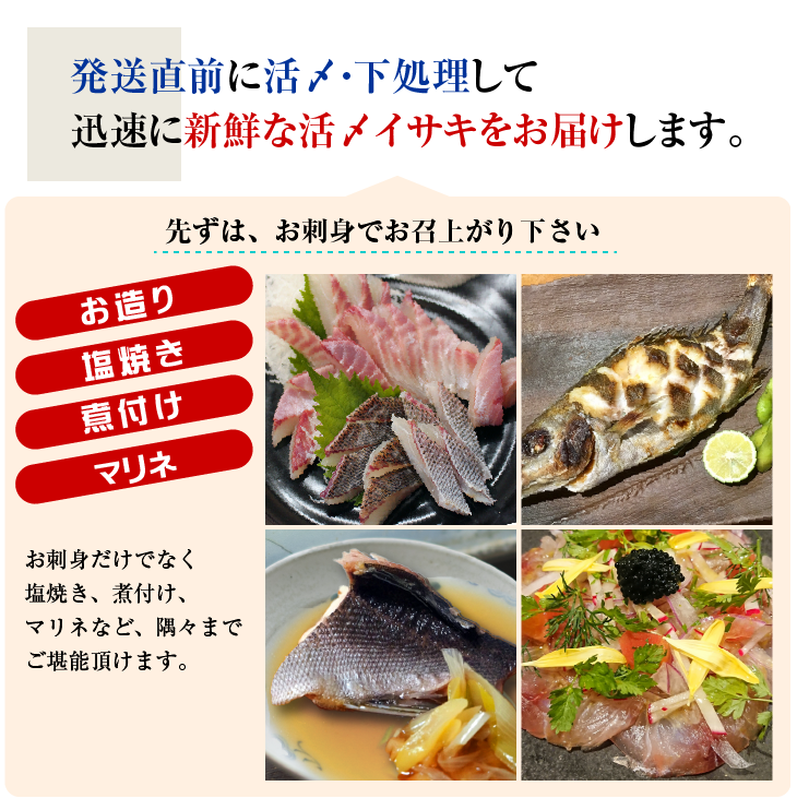 活〆いさき 1尾 400g 下調理できます[イサキ]