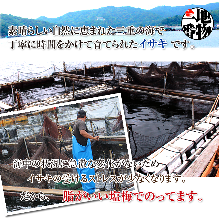 活〆いさき 1尾 400g 下調理できます[イサキ]