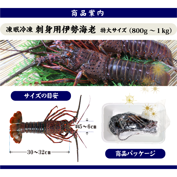 刺身用伊勢海老 凍眠冷凍 特大サイズ 1尾 800g~1kg ★[刺身用伊勢海老]