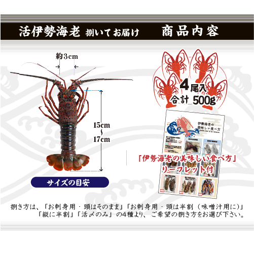 捌いて発送 国産天然 伊勢海老 小サイズ 4尾入 500g ★[伊勢海老]