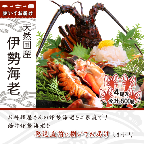 捌いて発送 国産天然 伊勢海老 小サイズ 4尾入 500g ★[伊勢海老]