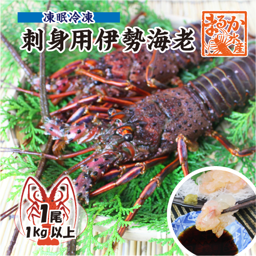 訳アリ冷凍伊勢海老5kg送料込み 刺身用伊勢海老 凍眠冷凍 メガサイズ 1尾 1kg以上 送料無料[凍眠