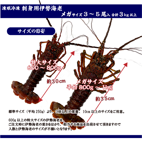 刺身用伊勢海老 凍眠冷凍 メガサイズ 3～5尾入 3kg以上 ★ [刺身用伊勢海老]