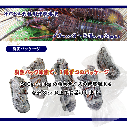 刺身用伊勢海老 凍眠冷凍 メガサイズ 3～5尾入 3kg以上 ★ [刺身用伊勢海老]