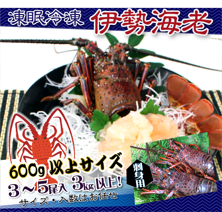 刺身用伊勢海老 凍眠冷凍 メガサイズ 3～5尾入 3kg以上 ★ [刺身用伊勢海老]