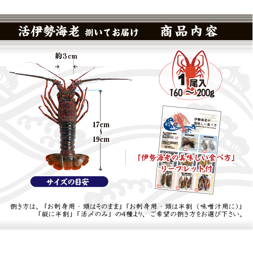 捌いて発送 国産天然 伊勢海老 小さめサイズ 1尾 160～200g [伊勢海老]