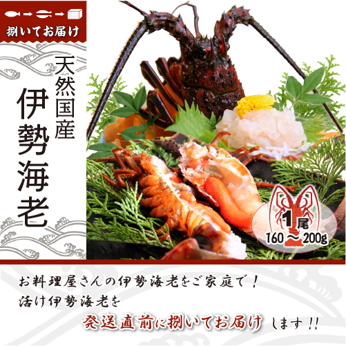 捌いて発送 国産天然 伊勢海老 小さめサイズ 1尾 160～200g [伊勢海老]