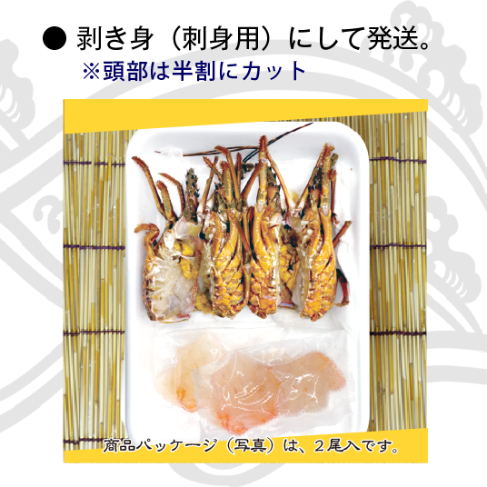 捌いて発送 国産天然 伊勢海老 小さめサイズ 1尾 160～200g [伊勢海老]