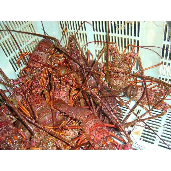 捌いて発送 国産天然 伊勢海老 小さめサイズ 1尾 160～200g [伊勢海老]