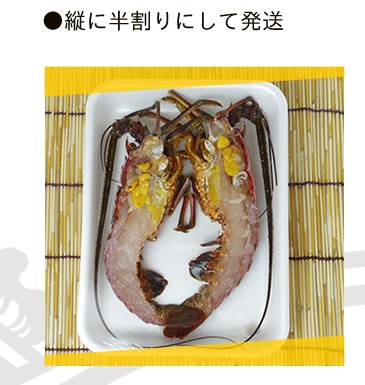 捌いて発送　国産天然　伊勢エビ　1尾　160ｇ～200ｇ[伊勢海老]