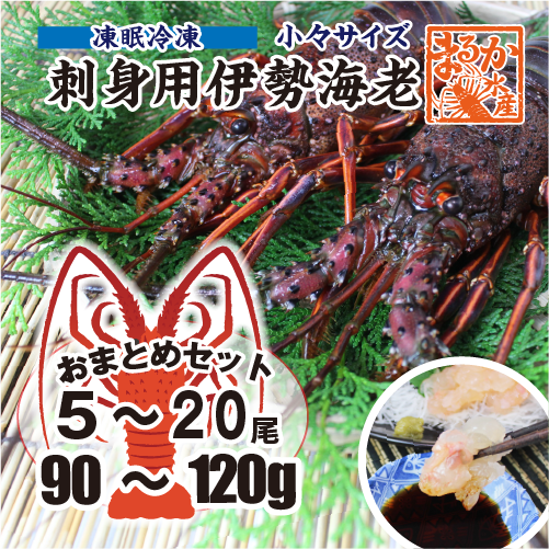 刺身用伊勢海老 凍眠冷凍 少々サイズ 90～120gサイズ[刺身用伊勢海老]
