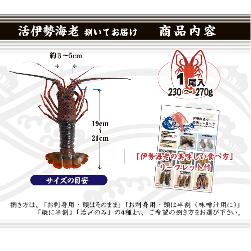 捌いて発送 国産天然 伊勢海老 標準サイズ 1尾 230～270g[伊勢海老]