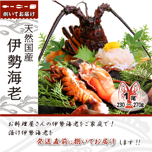 捌いて発送 国産天然 伊勢海老 標準サイズ 1尾 230～270g[伊勢海老]