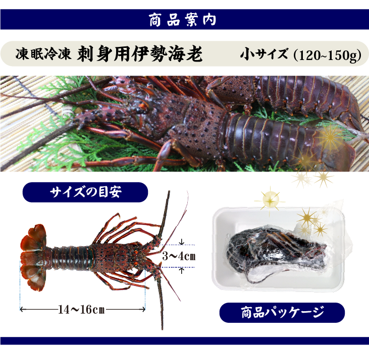 刺身用伊勢海老 凍眠冷凍 小サイズ 120～160g[凍眠冷凍伊勢海老]