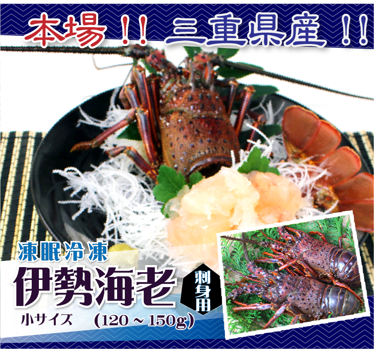 刺身用伊勢海老 凍眠冷凍 小サイズ 120～160g[凍眠冷凍伊勢海老]
