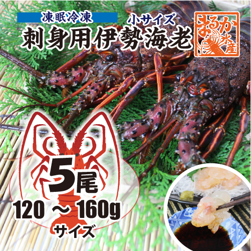 刺身用伊勢海老 凍眠冷凍 小サイズ 120～160g[凍眠冷凍伊勢海老]