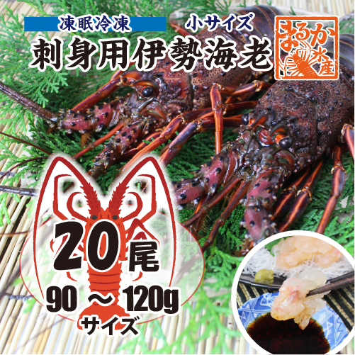 刺身用伊勢海老 凍眠冷凍 小サイズ 120～160g[凍眠冷凍伊勢海老]