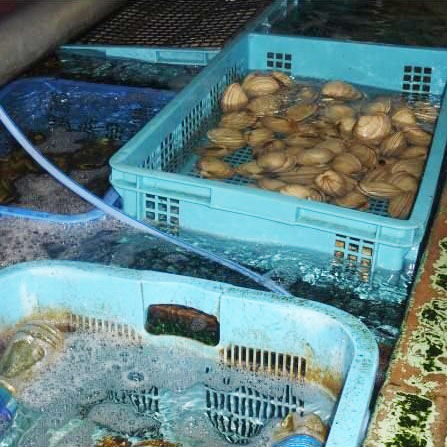 大アサリ　2ｋｇ分　半割り済　たれつき　10～15個（２０～３０切れ）[大アサリ]