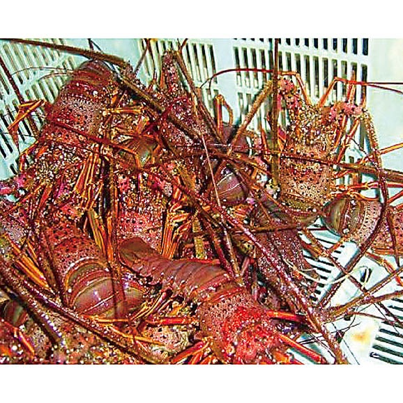 捌いて発送　国産天然　伊勢エビ　4尾　1kg[伊勢海老]