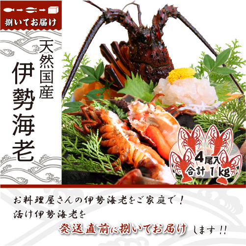 捌いて発送 国産天然 伊勢海老 標準サイズ 4尾入 1.0kg ★[伊勢海老]