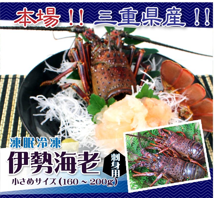 刺身用伊勢海老 凍眠冷凍 小さめサイズ 160～200g[凍眠冷凍伊勢海老]