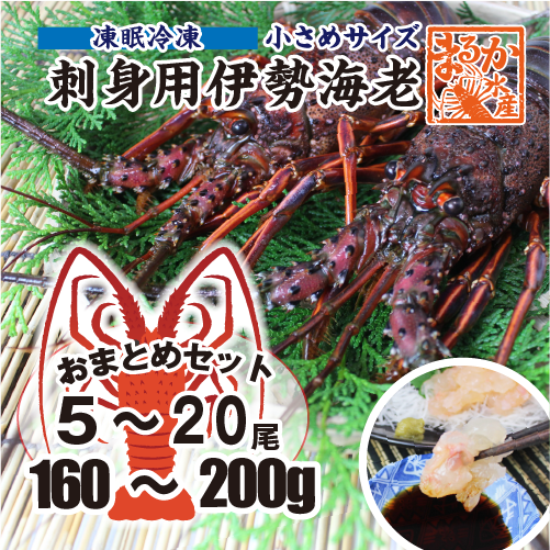 刺身用伊勢海老 凍眠冷凍 小さめサイズ 160～200g[凍眠冷凍伊勢海老]