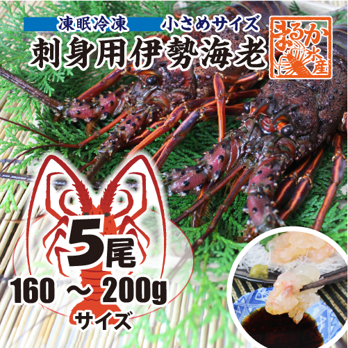 刺身用伊勢海老 凍眠冷凍 小さめサイズ 160～200g[凍眠冷凍伊勢海老]