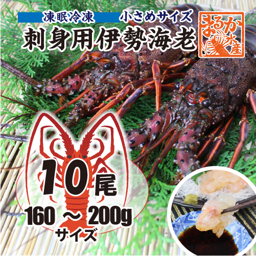 刺身用伊勢海老 凍眠冷凍 小さめサイズ 160～200g[凍眠冷凍伊勢海老]