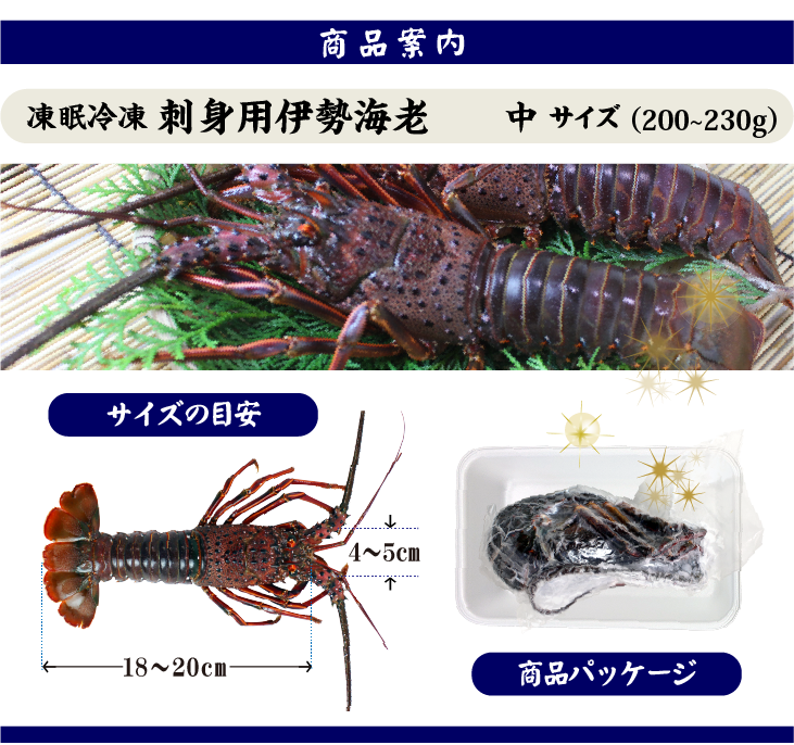 刺身用伊勢海老 凍眠冷凍 中サイズ 200～230g[凍眠冷凍伊勢海老]