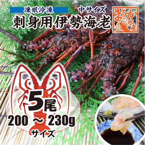 刺身用伊勢海老 凍眠冷凍 中サイズ 200～230g[凍眠冷凍伊勢海老]