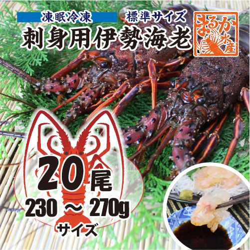 刺身用伊勢海老 凍眠冷凍 標準サイズ 230～270g [刺身用伊勢海老]