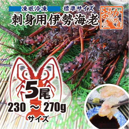 刺身用伊勢海老 凍眠冷凍 標準サイズ 230～270g [刺身用伊勢海老]