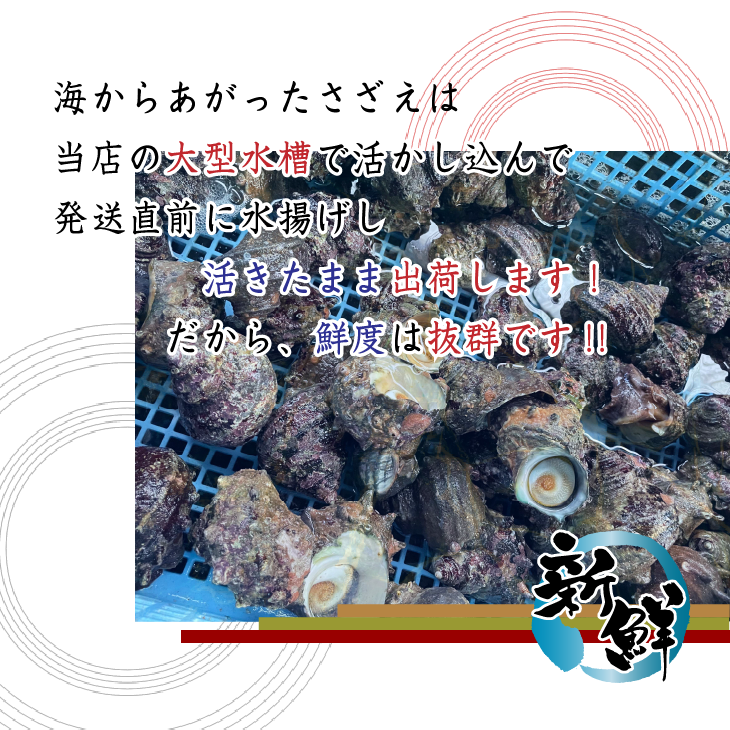 天然活 さざえ 大サイズ 1kg 7個 140～180g [さざえ]