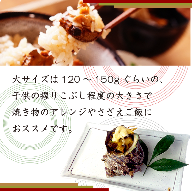 天然活 さざえ 大サイズ 1kg 7個 140～180g [さざえ]