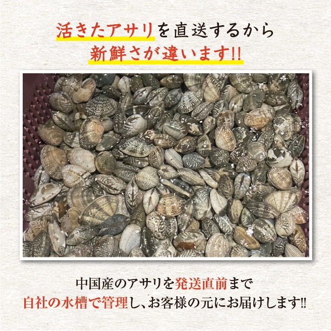 活あさり貝 中国産　500ｇ　約40粒～60粒 [あさり貝]