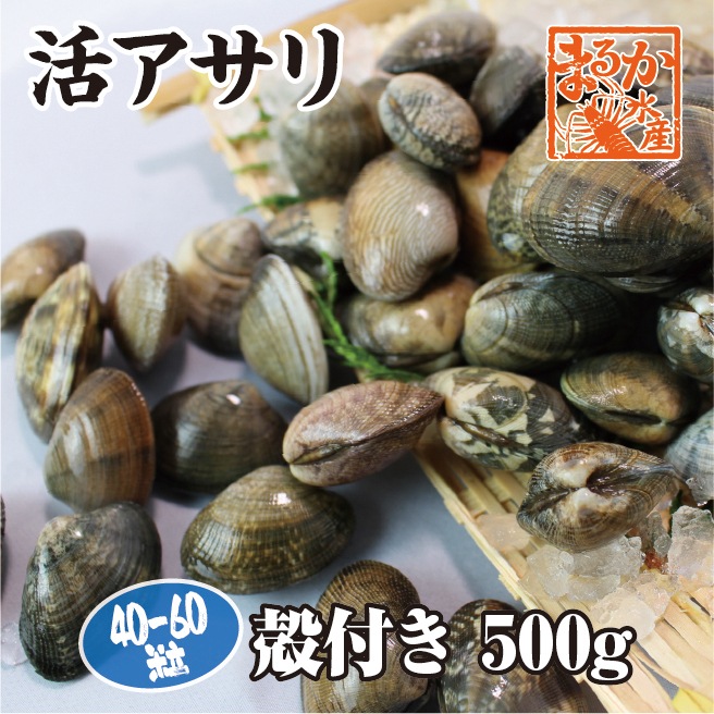 活あさり貝 中国産　500ｇ　約40粒～60粒 [あさり貝]