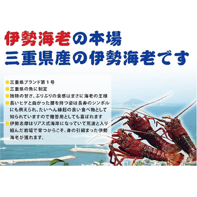 BBQ用 冷凍伊勢海老 500～600g 3Lサイズ ハーフカット 1尾2切入 [活〆伊勢海老]