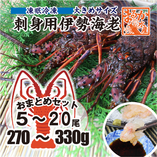 刺身用伊勢海老 凍眠冷凍 大きめサイズ 270～330g[凍眠冷凍伊勢海老]