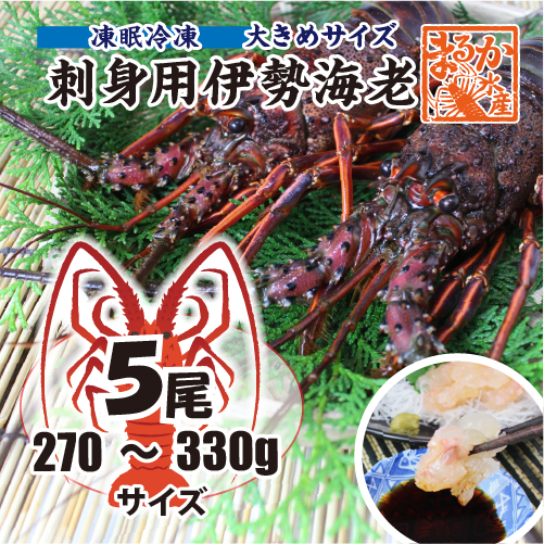 刺身用伊勢海老 凍眠冷凍 大きめサイズ 270～330g[凍眠冷凍伊勢海老]