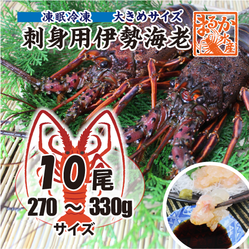 刺身用伊勢海老 凍眠冷凍 大きめサイズ 270～330g[凍眠冷凍伊勢海老]
